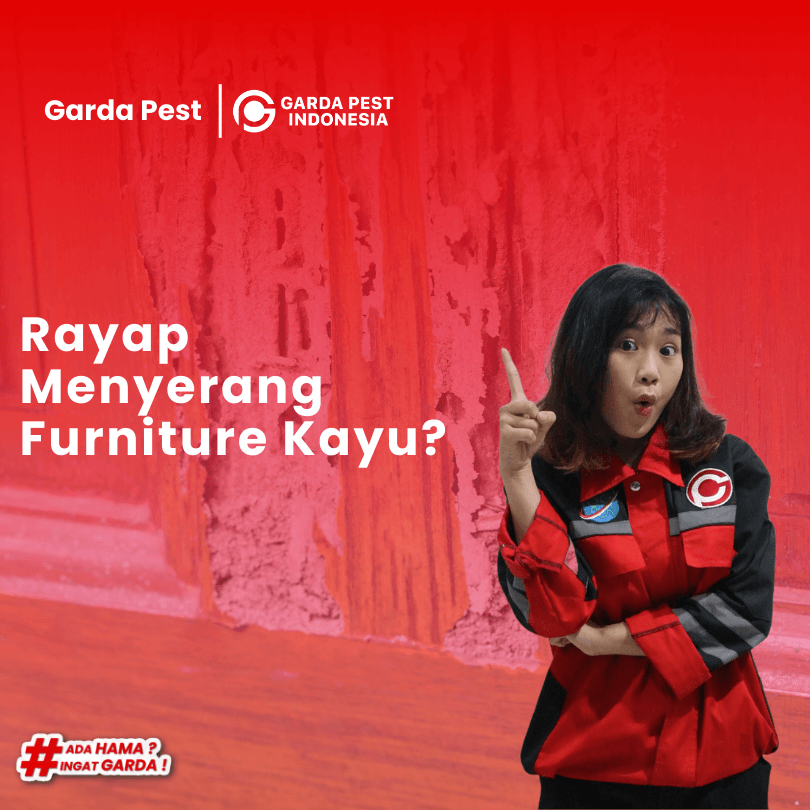 Jasa Pembasmi Rayap di Grogol Petamburan Jakarta No.1